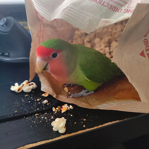 picture of manguito looking cheeky