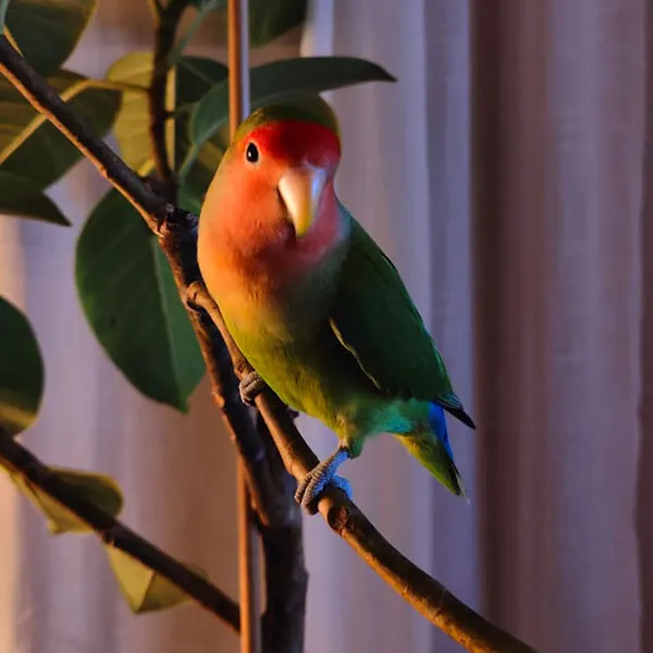 a picture of manguito perching on the branch