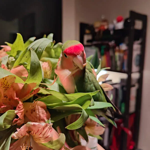 a picture of manguito hiding in flowers