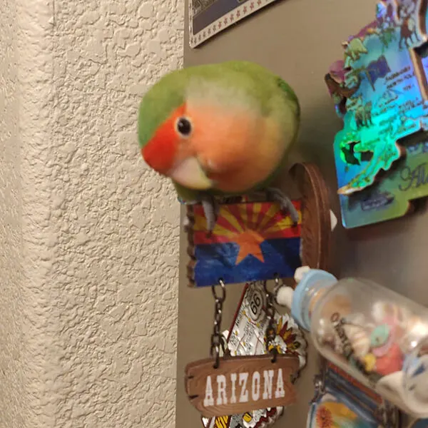a picture of manguito perching on the fridge magnet