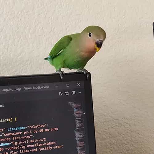 manguito sitting on monitor